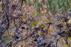 Crithagra sulphurata