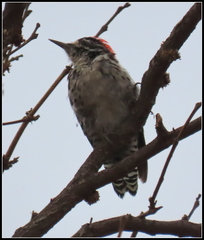 Dryobates nuttallii
