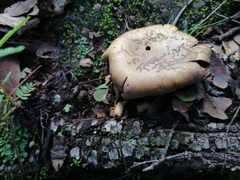 Fungi