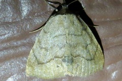 Isogona punctipennis