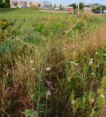 Lactuca serriola