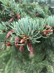 Picea engelmannii