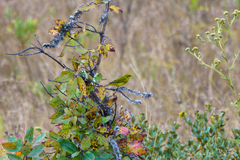 Crithagra sulphurata