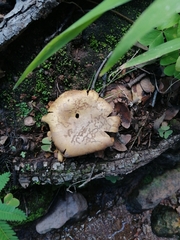 Fungi