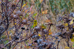 Crithagra sulphurata