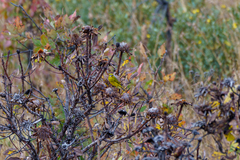 Crithagra sulphurata