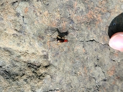 Phyllopalpus pulchellus