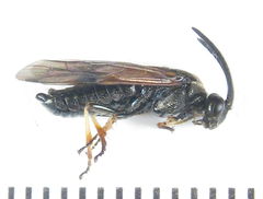 Arge ustulata