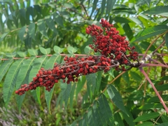 Rhus glabra