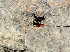 Phyllopalpus pulchellus