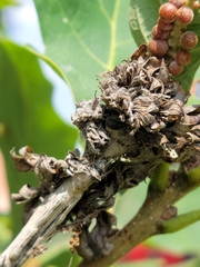 Andricus quercusfrondosus