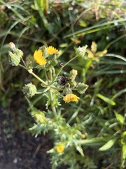 Cichorieae