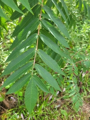 Rhus glabra