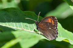 Erebia euryale