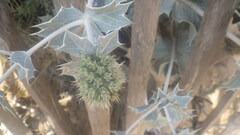 Eryngium maritimum