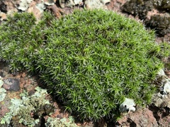 Grimmiaceae