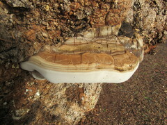 Ganoderma