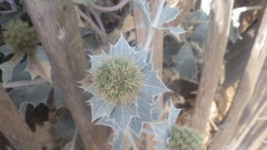 Eryngium maritimum