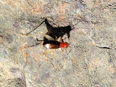 Phyllopalpus pulchellus