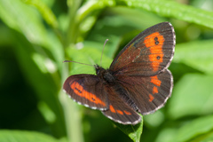 Erebia euryale