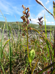 Dactylorhiza viridis