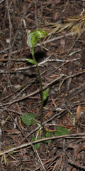 Pterostylis trullifolia