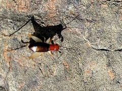 Phyllopalpus pulchellus
