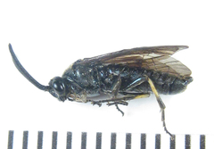 Arge ustulata