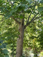Tilia