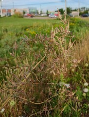 Lactuca serriola