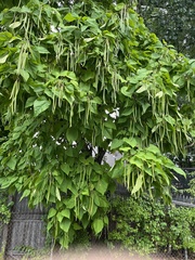 Catalpa bignonioides