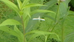 Hellinsia homodactylus