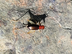 Phyllopalpus pulchellus