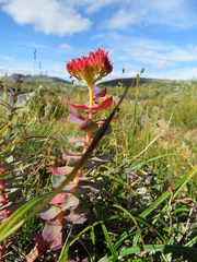 Rhodiola rosea