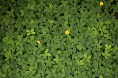 Arachis pintoi