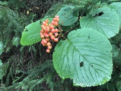 Viburnum lantanoides
