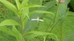 Hellinsia homodactylus