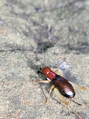 Phyllopalpus pulchellus
