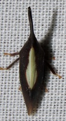 Enchenopa albidorsa