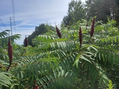 Rhus glabra