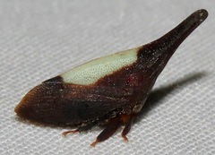 Enchenopa albidorsa