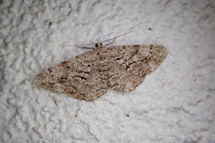 Peribatodes secundaria