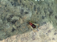 Phyllopalpus pulchellus