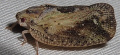 Flatidae