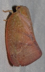 Flatidae