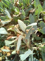 Atriplex portulacoides