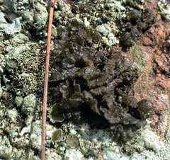 Lichinaceae