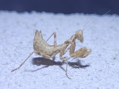 Ameles spallanzania