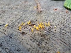 Dacrymycetaceae