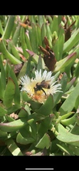 Bombus sonorus